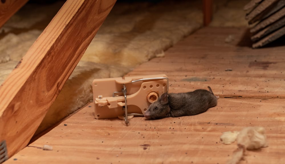 How to TRAP & KILL RODENTS